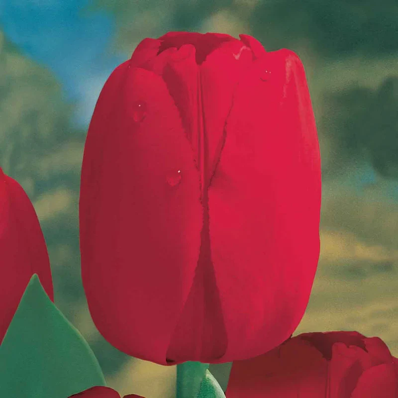 11-garden-pillar-tulip-collection-1.webp