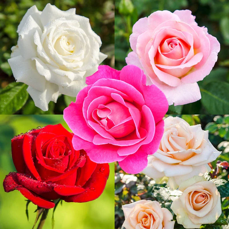 Our Choice Jumbo Hybrid Tea Rose
