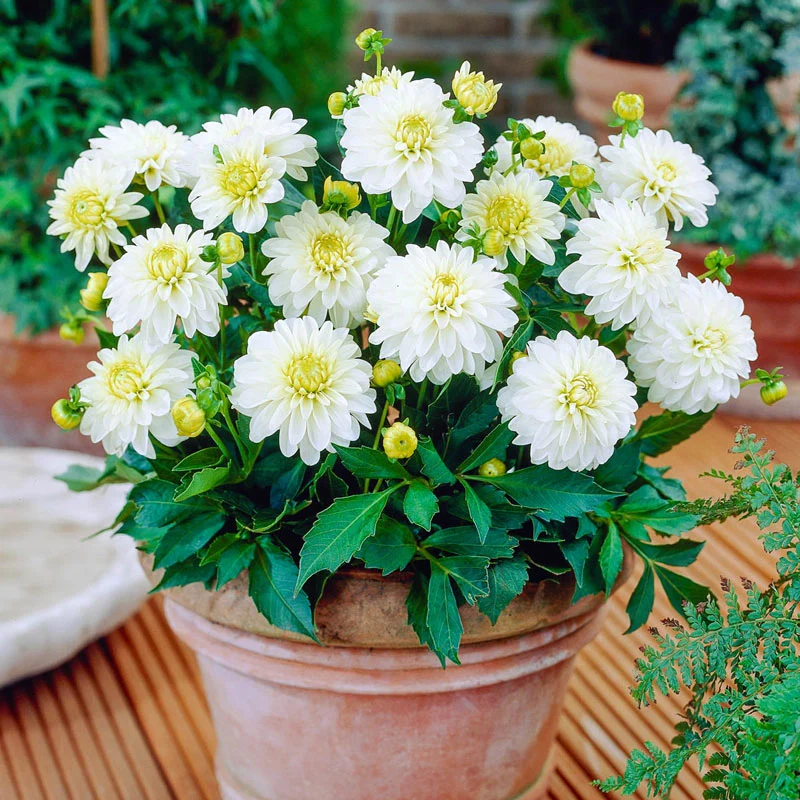1103-gallery-art-fair-dahlia-1.webp