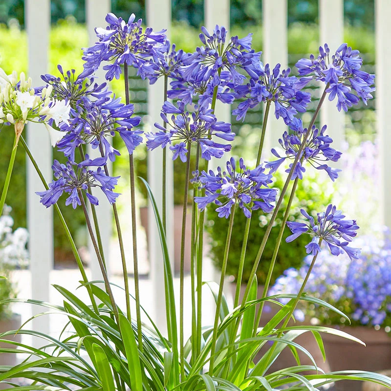 1105-everpanthus-agapanthus-collection-1.webp
