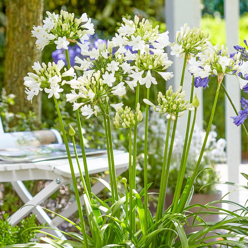 1105-everpanthus-agapanthus-collection-1.webp