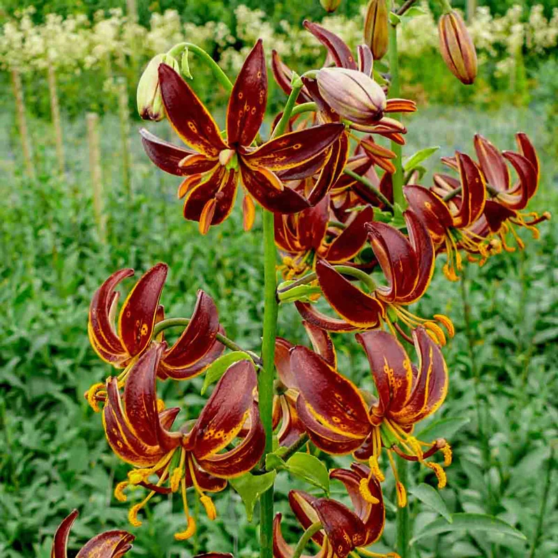 Arabian Knight Turk's Cap Lily