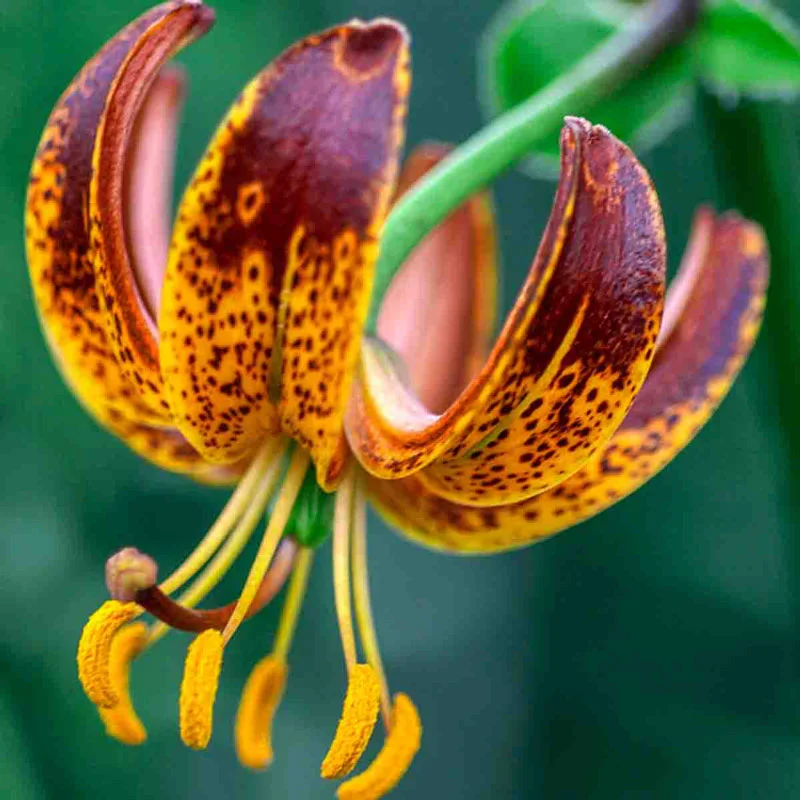 Arabian Knight Turk's Cap Lily