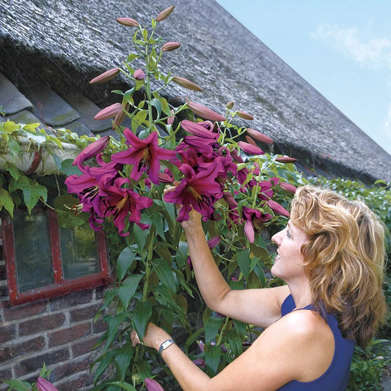 Purple Prince Lily TreeÂ®