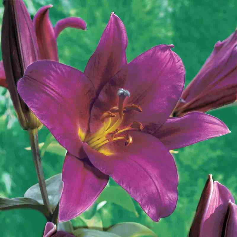 Purple Prince Lily TreeÂ®