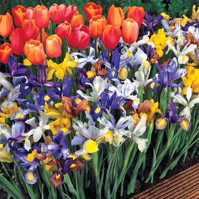 Dutch Iris Mixture