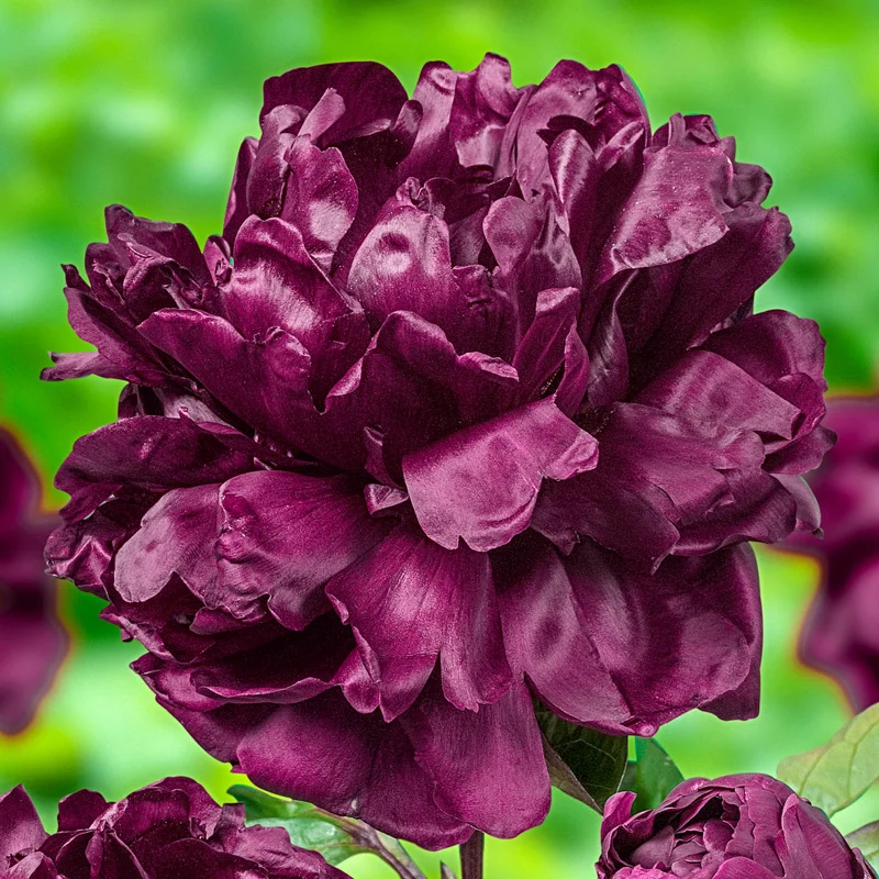 François Ortegat Peony 1 1114-fran-ois-ortegat-peony-1.webp