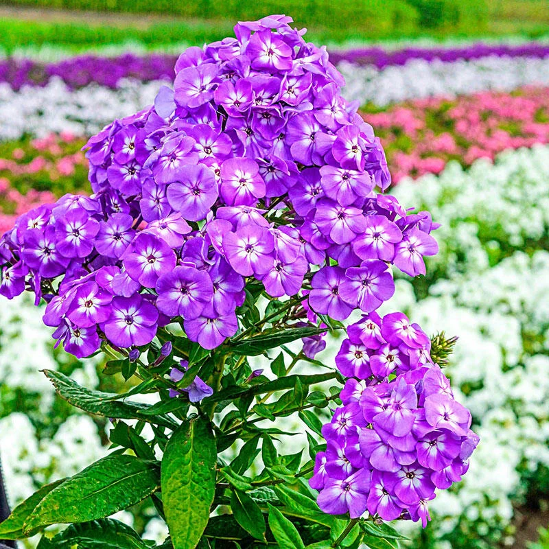 Goliath Phlox Treeâ¢