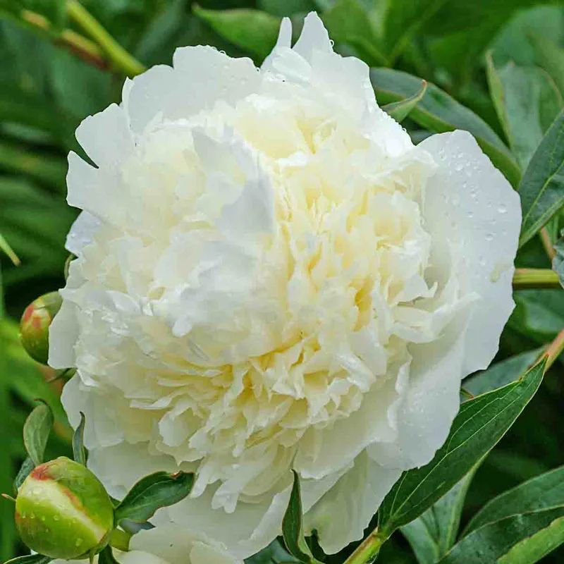 1118-duchesse-de-nemours-peony-1.webp