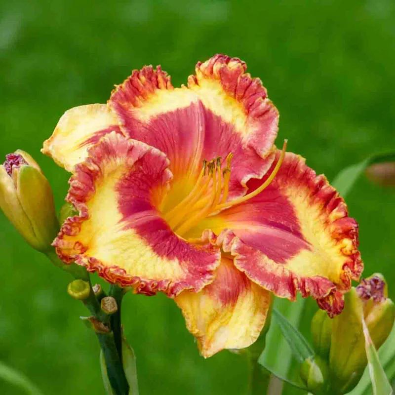 Band of Fire Reblooming Daylily