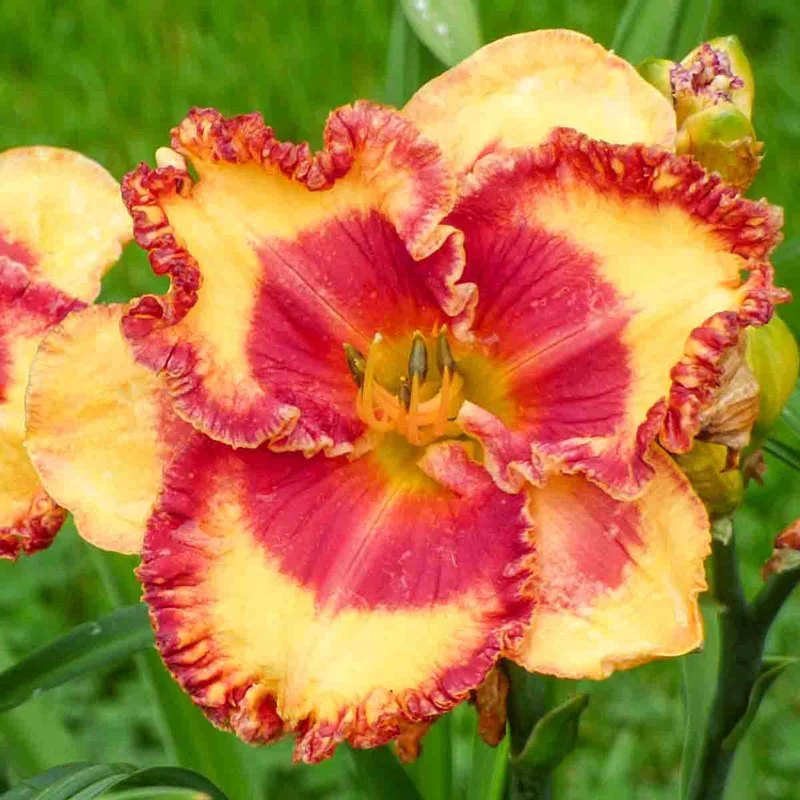 Band of Fire Reblooming Daylily