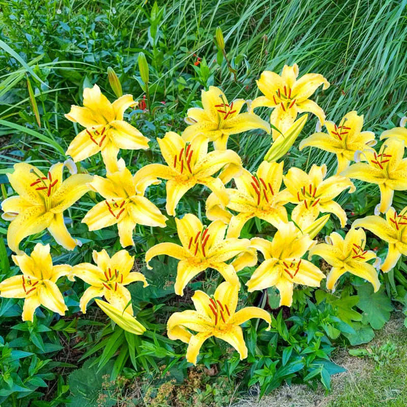 Gold Fever Oriental Carpet Border Lilyâ¢