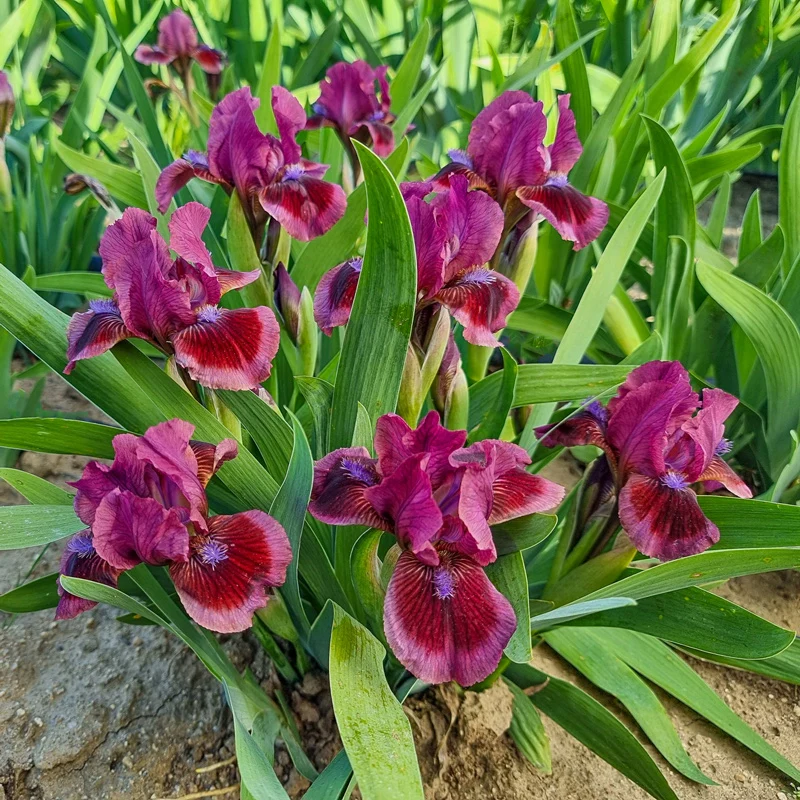 Cat's Eye Dwarf Bearded Iris