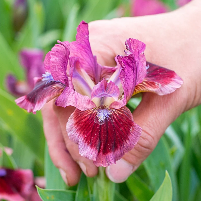 1125-cat-s-eye-dwarf-bearded-iris-1.webp