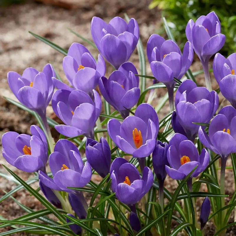 Giant Snow Crocus Collection