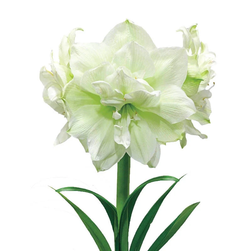 Marilyn Amaryllis Bulb