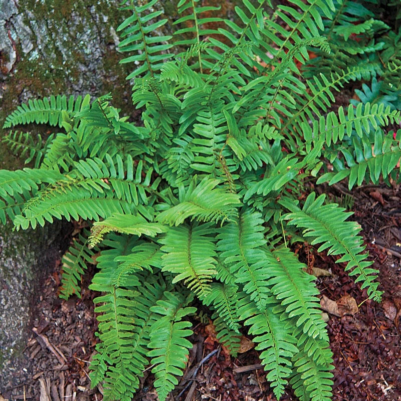 Christmas Hardy Fern