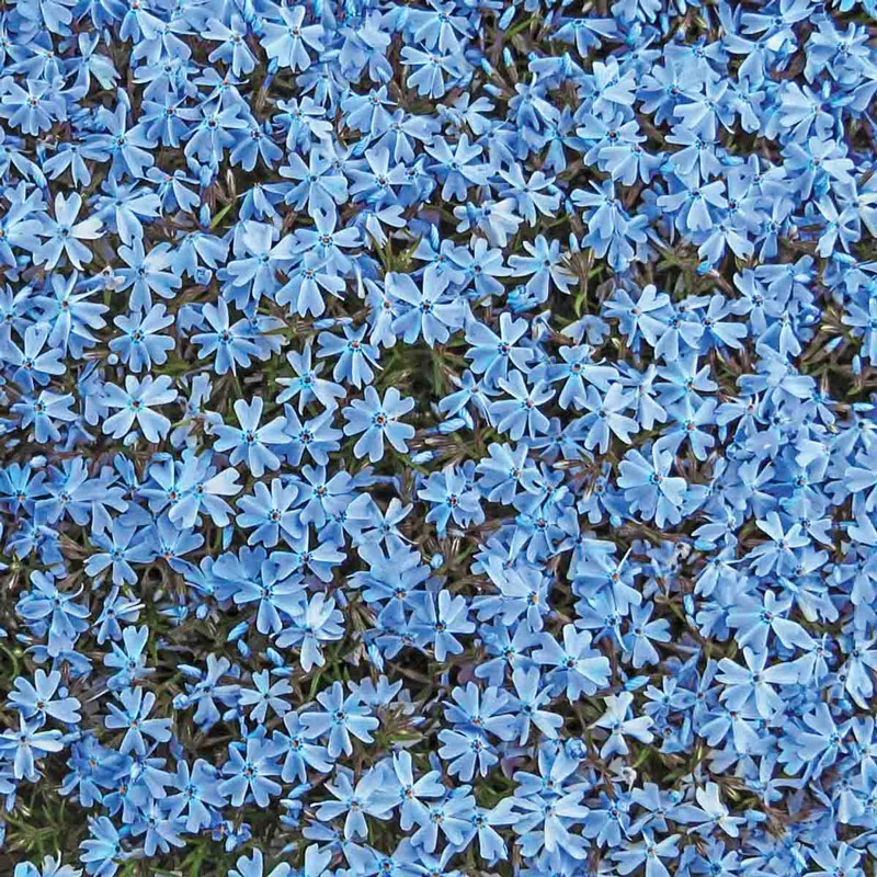 Emerald Blue Carpet Phlox