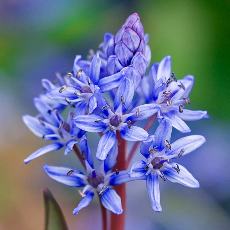 Alpine Squill