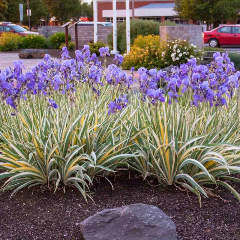 Pallida Variagata Gold Iris