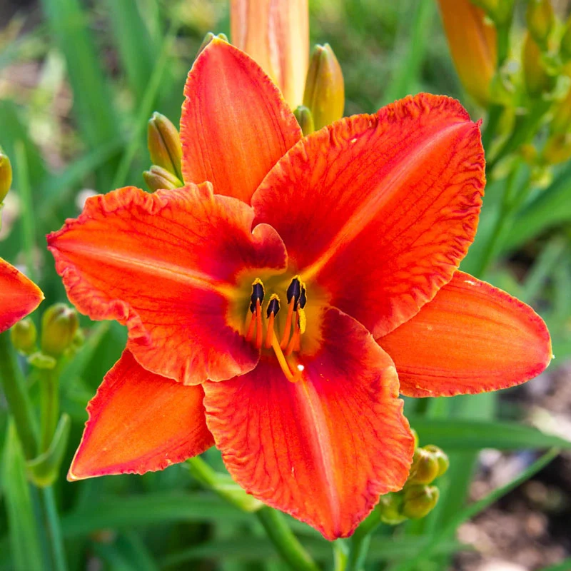 Alabama Jubilee Daylily 1 1146-alabama-jubilee-daylily-1.webp