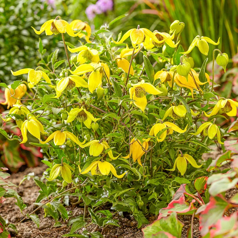 Little Lemons Clematis
