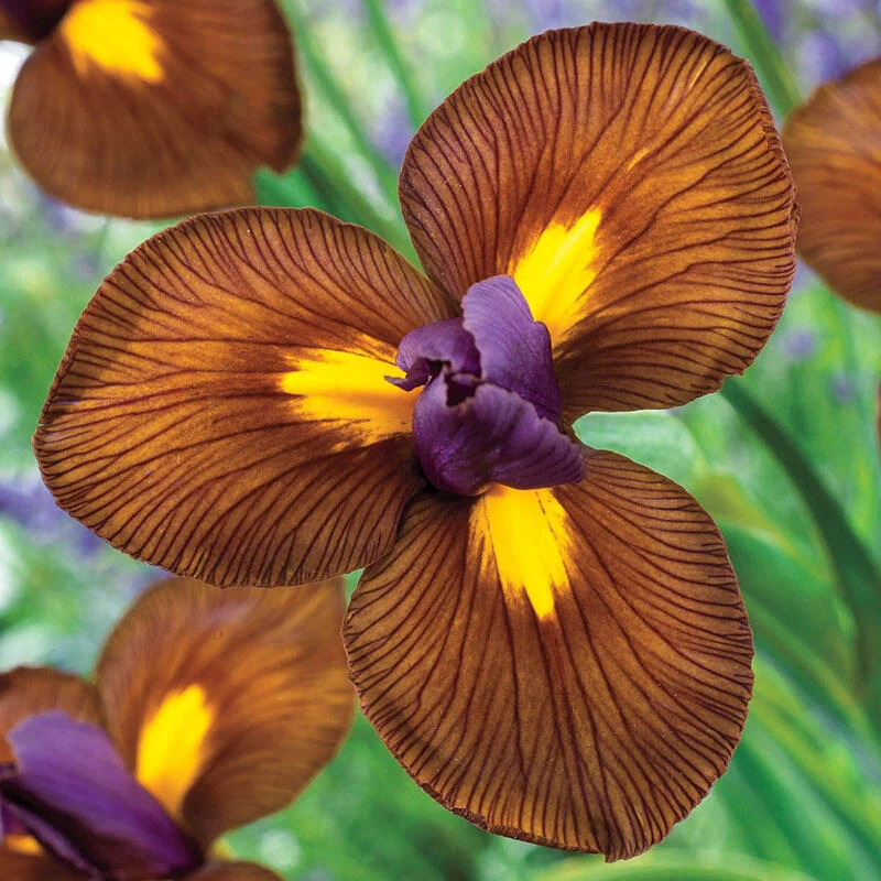 Eye of the Tiger Dutch Iris