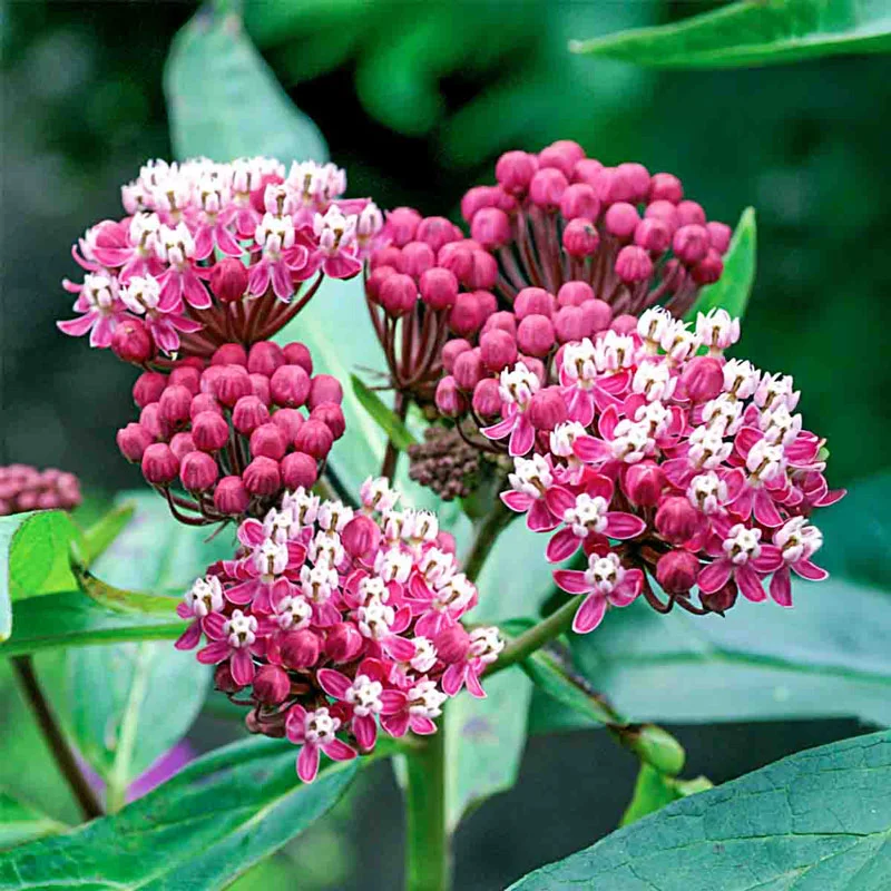 Cinderella Swamp Milkweed