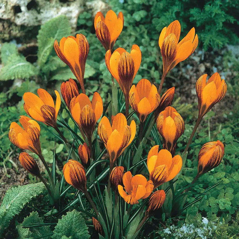 1165-orange-monarch-snow-crocus-1.webp