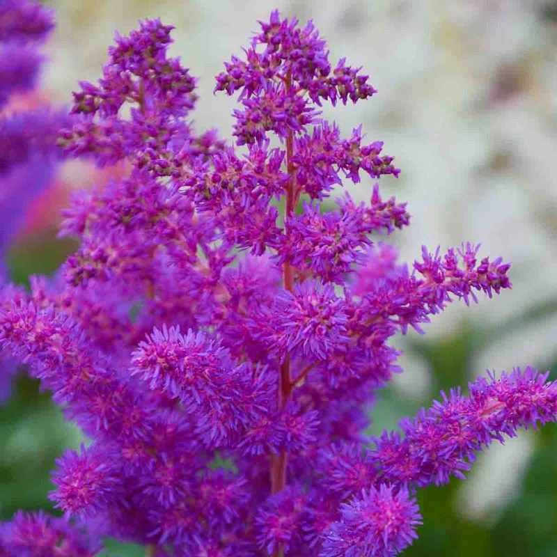 Black Pearls Astilbe