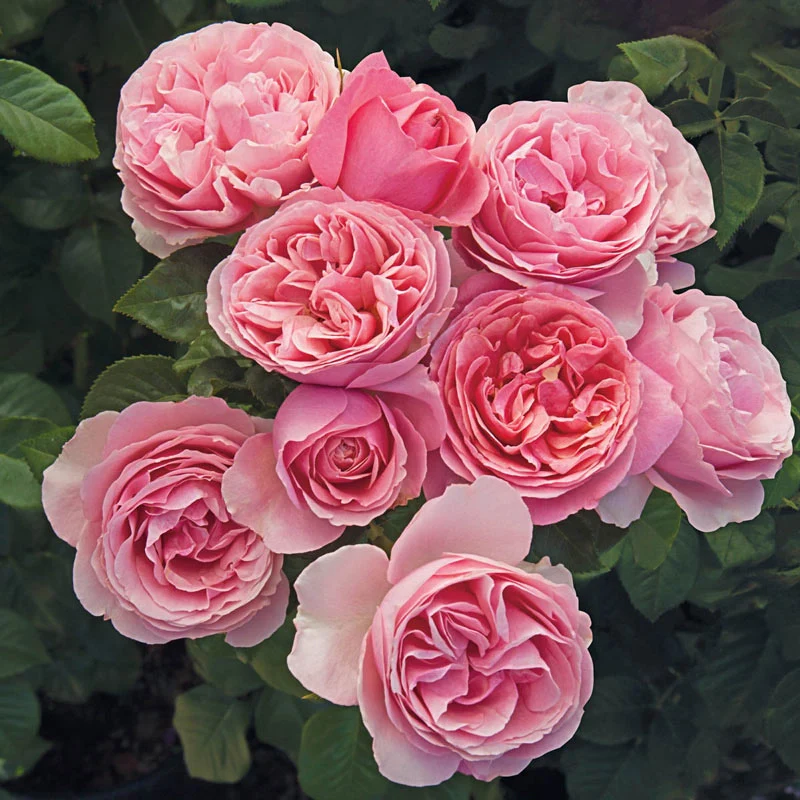 All Dressed Up⢠Grandiflora Rose