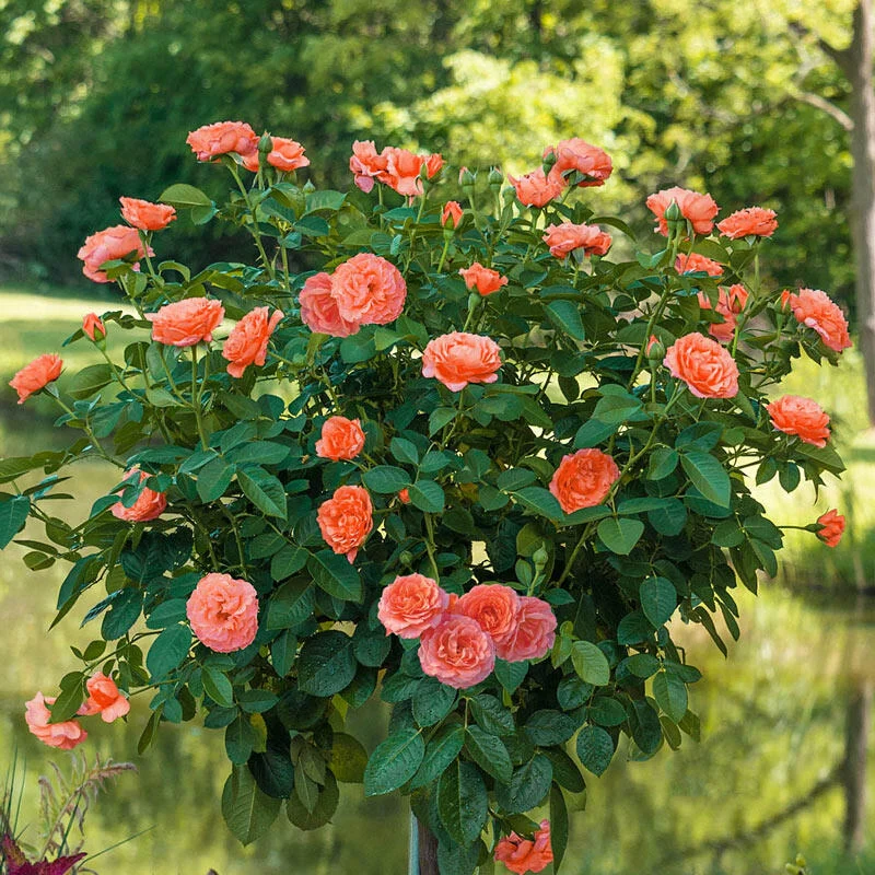 1188-jump-for-joy-patio-tree-rose-1.webp
