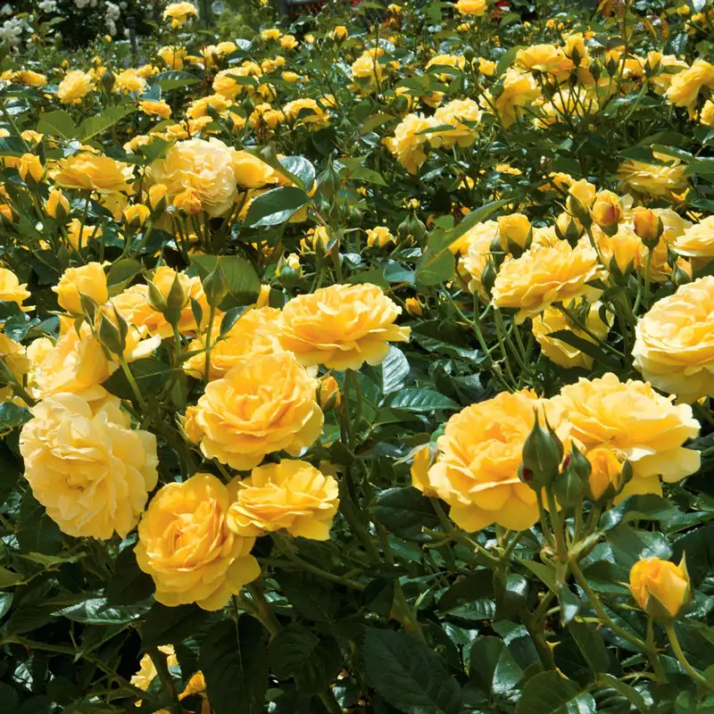 Julia Child Floribunda Rose