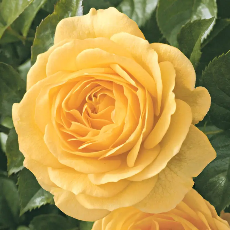 Julia Child Floribunda Rose - Breck's Flower Bulbs