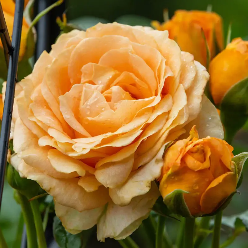 Julia Child Floribunda Rose - Breck's Flower Bulbs