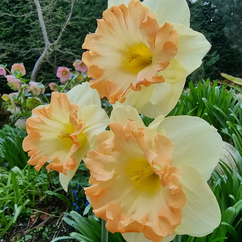 Easter Party Daffodil