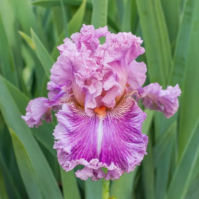 Just Witchery Bearded Iris 1 1192-just-witchery-bearded-iris-1.webp