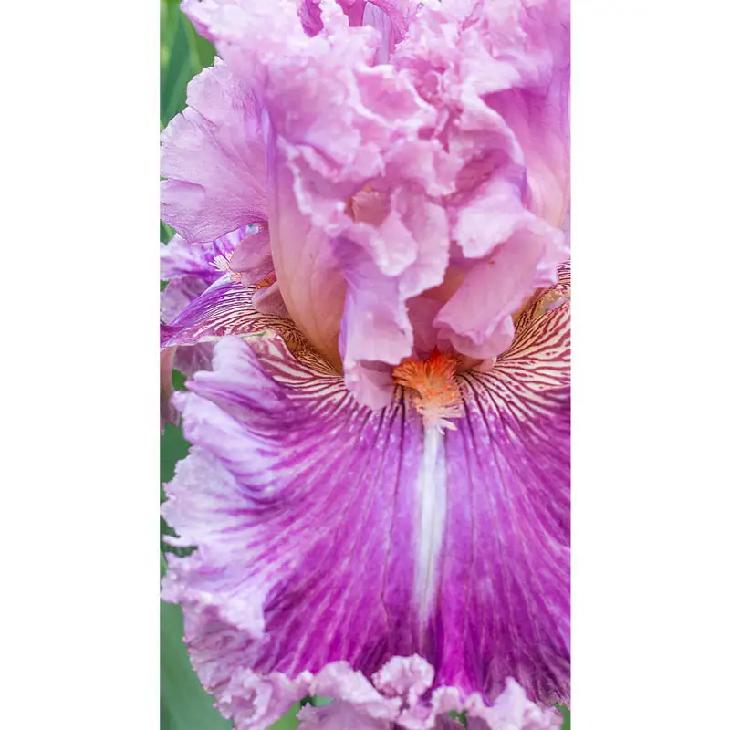 1192-just-witchery-bearded-iris-1.webp