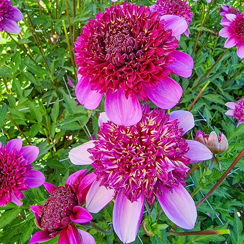 1194-missis-abigail-anemone-dahlia-1.webp