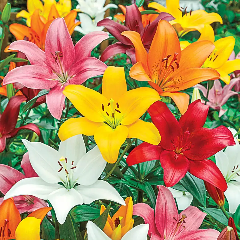 Asiatic Lily Mixture Super SakÂ®