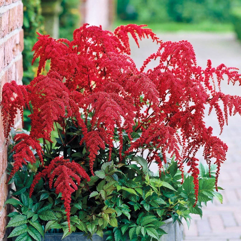 Red Charm Astilbe