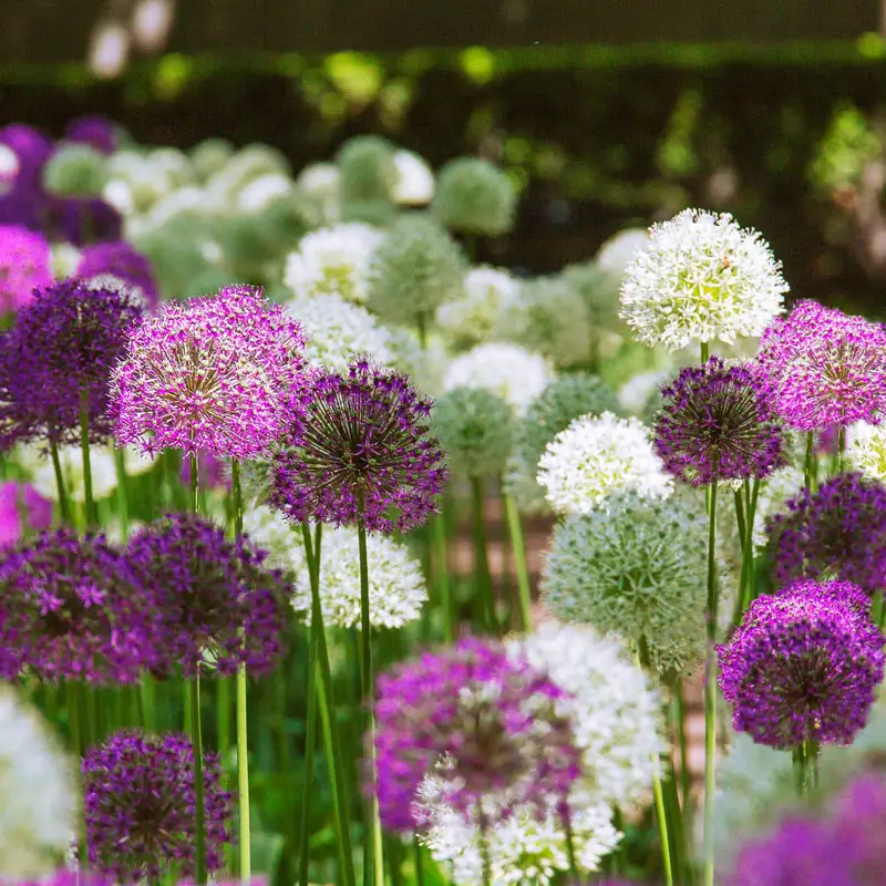 2 Months of Alliums Mixture