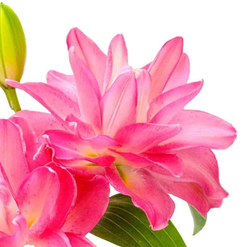Lucky Queen Lily
