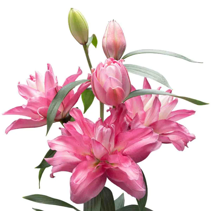 121-lucky-queen-lily-1.webp
