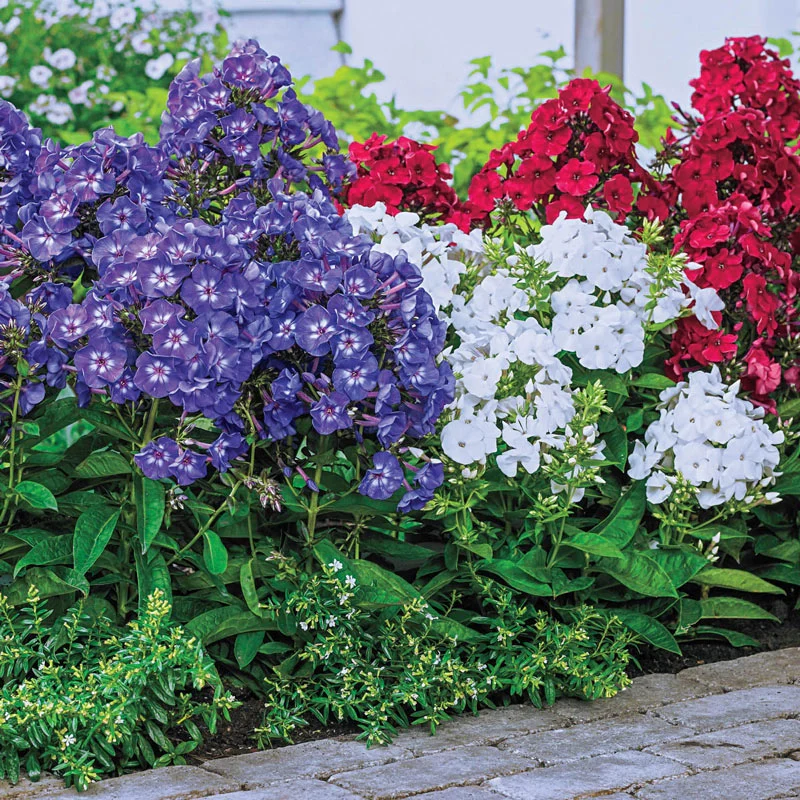4th of July Phlox Mixture