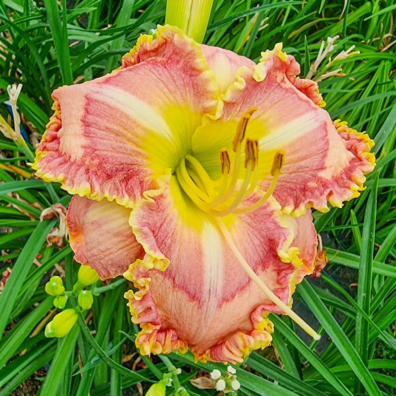 Princess Tutu Reblooming Daylily