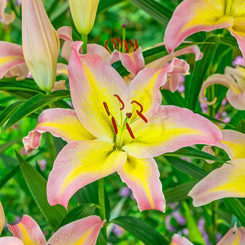 1216-hocus-pocus-lily-1.webp