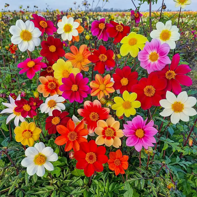 Improved Beeline Dahlia Mixture 1 1219-improved-beeline-dahlia-mixture-1.webp