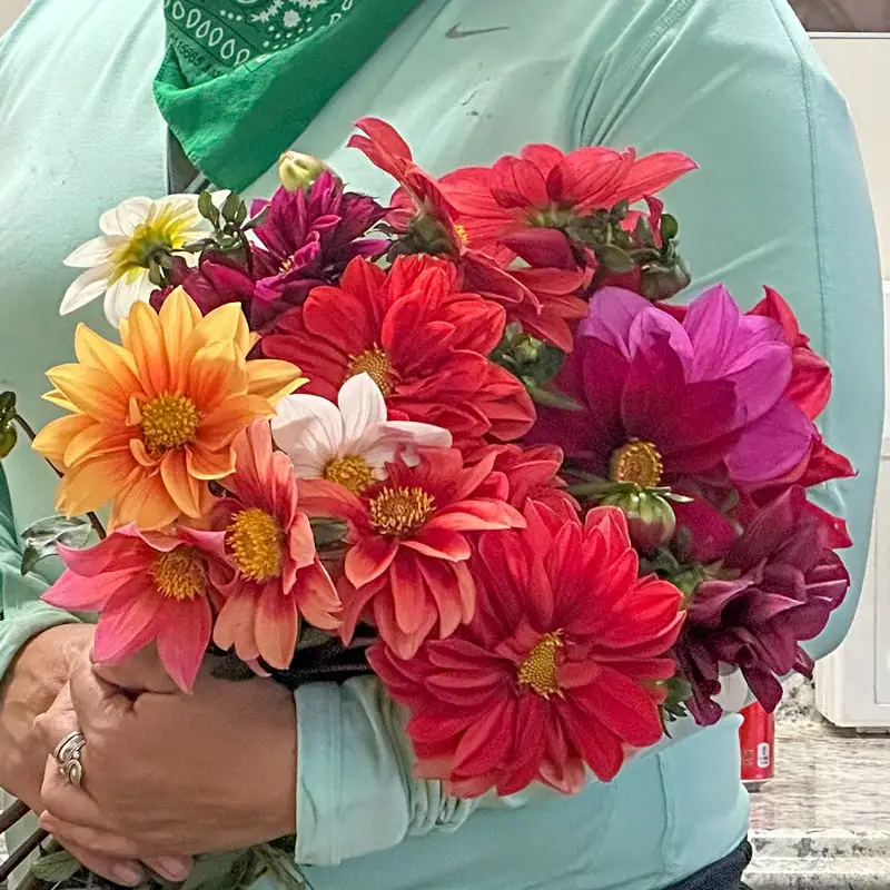 1219-improved-beeline-dahlia-mixture-1.webp