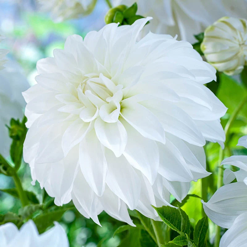 Lady Liberty Dahlia 1 1221-lady-liberty-dahlia-1.webp